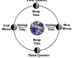 Image of Moon phases and tides