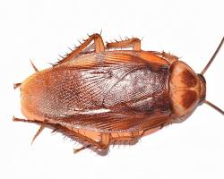 Image of American cockroach