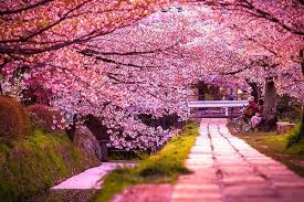 Hasil gambar untuk bunga sakura seoul