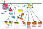 Pikinase function