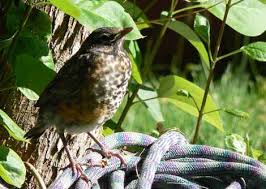 Image result for Bird watchers