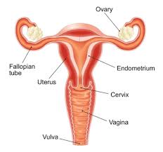 Image result for how to insert male organ into female organ