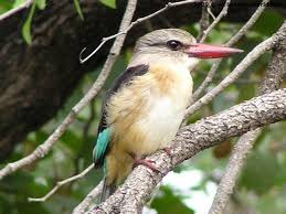 Image result for brown hooded kingfisher