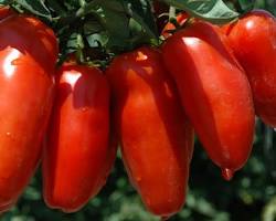 Immagine di Pomodoro San Marzano DOP