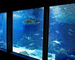 child watching in awe as a diver feeds fish in a large tank at Marine World Uminonakamichi.の画像