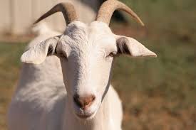 Image result for GOAT