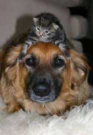 Résultat de recherche d'images pour "cats and dogs living together pictures"