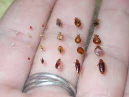 Image result for head lice