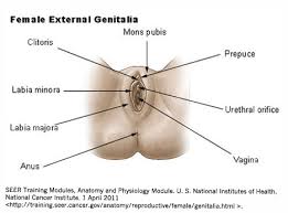 Image result for how to insert male organ into female organ