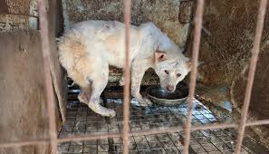 Free Korean Dogs – End the dog meat trade