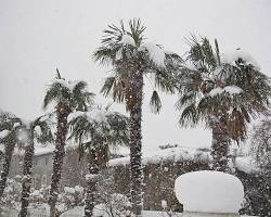 Image of palm trees with snow on top