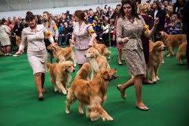 Image result for dog shows