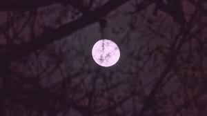 Luna Rosa 2026: Fecha y hora para ver el fenómeno en México