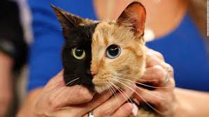 Image result for cat