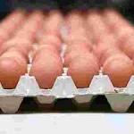  Egg recall: What you need to know about salmonella