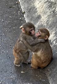 Đừng bao giờ tuyệt vọng: "Chú khỉ cô độc nhất thế giới ...