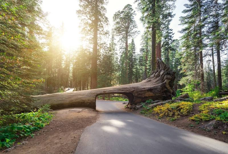 Sequoia National Park