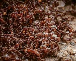 Image of Ants colony