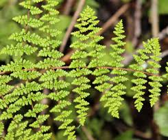 Image result for Cheilanthes bergiana