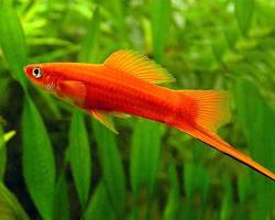 Ikan swordtail
