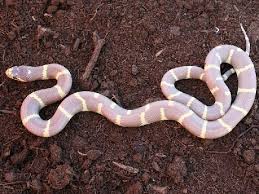 Image result for king snake