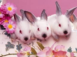 Resultado de imagen para imagenes de animales