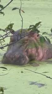 Colombians divided over plans to cull hippos linked to Pablo Escobar