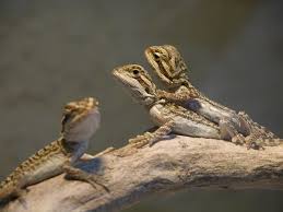 Attēlu rezultāti vaicājumam “bearded dragon”