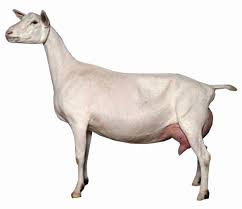 Image result for GOAT