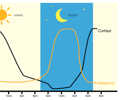 Hormones : mélatonine et cortisol