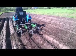 Résultat de recherche d'images pour "row of hedgehogs"