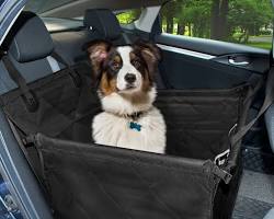 dog in a car carrierの画像