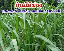 รูปภาพหญ้ากินนี