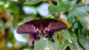 Image result for animated butterflies wallpaper