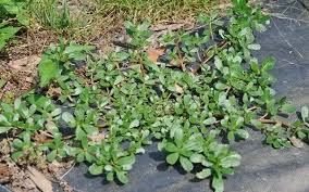 Why You Shouldn’t Kill Purslane in Your Garden