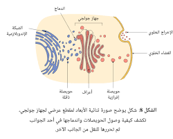 Image of جهاز جولجي في الخلية النباتية