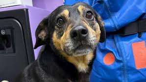 Trend Google: cane