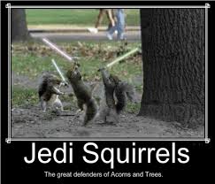 Image result for squirrels gif
