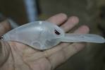 Painted Crankbait bodies, unpainted crankbait bodies - Jann s Netcraft