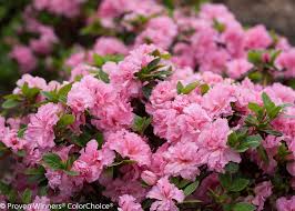 Image result for Azalea azaleas