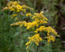 Goldenrod flowers