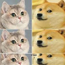https://encrypted-tbn2.gstatic.com/images?q=tbn:ANd9GcTyoZFax1QnK0pk4343BvPYwVqO-5FBVu8vvy6_h_Cjl9cD3OqwQA
