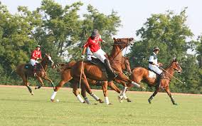 Image result for IRAN HORSES