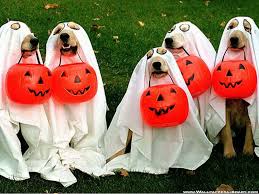 Resultado de imagem para imagens fofas de cachorros para halloween