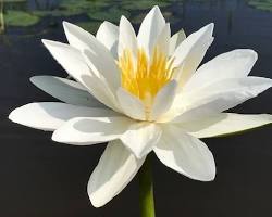 Image of সাদা শালুক ফুল