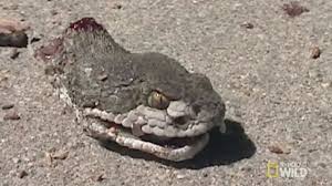 Bildergebnis für rattlesnake