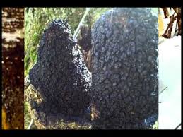 Image result for chaga mushroom images