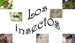 Resultado de imagen de LOS INSECTOS