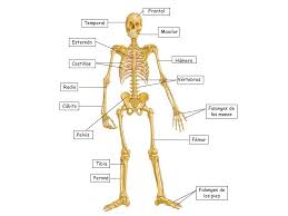 Resultado de imagen para cuerpo humano