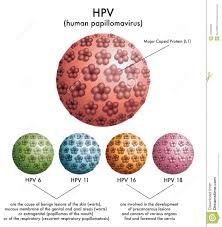 Image result for human papilloma virus